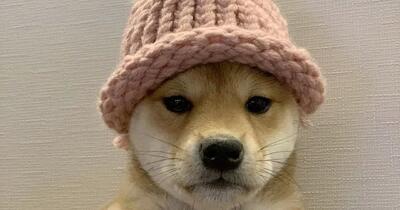 گران‌ترین میم NFT تاریخ؛ تصویر سگ میم‌کوین Dogwifhat با قیمت ۲۶۰ میلیارد تومان فروخته شد
