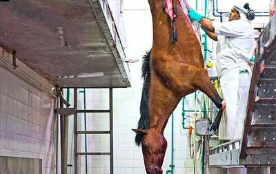 (ویدئو) نمایی نزدیک از مزرعه پرورش، ذبح، و بسته بندی گوشت میلیون ها اسب در مکزیک