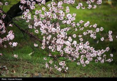 شکفتن شکوفه‌های بهاری در سنندج- عکس خبری تسنیم | Tasnim