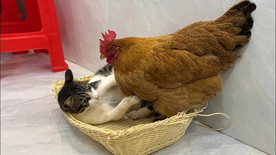 (ویدئو) درگیری بامزه مرغ و گربه بر سر جای خواب