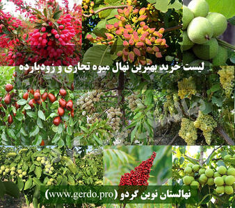 لیست خرید 29 رقم نهال میوه تجاری با مجوز جهاد کشاورزی