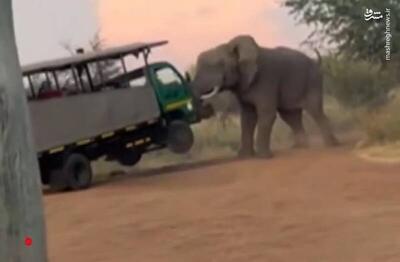فیلم/ حمله یک فیل خشمگین به خودروی گردشگران