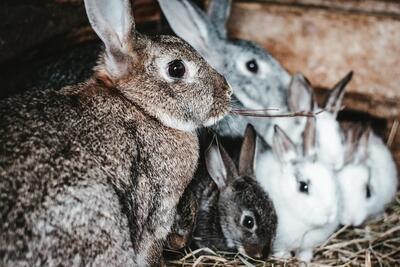 نحوه پرورش خرگوش در مزرعه اروپای و فرآوری گوشت آن در کارخانه (فیلم)