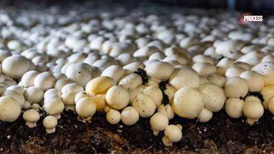 (ویدئو) فرآیند پرورش و برداشت میلیون ها قارچ در کارخانه ای بزرگ از نمای نزدیک