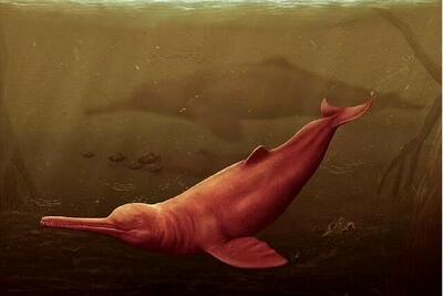 (عکس) فسیل‌ بزرگ‌ترین دلفین جهان در آمازون کشف شد