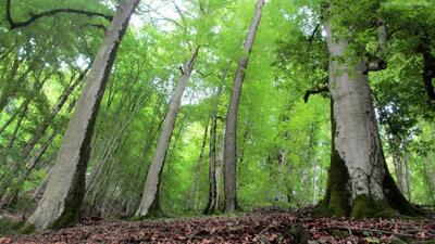 نیاز فوری به یافتن راه‌های پایدار برای افزایش پوشش جنگلی