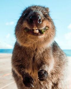 تصاویری جالب از کوئوکاهای خندان در سواحل استرالیا