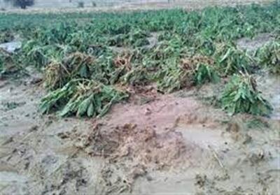 خسارت سیل به 11 هزار هکتار از مزارع دهلران - تسنیم