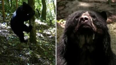 (ویدئو) خرس کمیاب پدینگتون پس از ۶۰ سال دیده شد