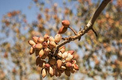 ایران دارای رتبه اول سطح زیر کشت جهان است