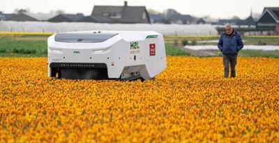 استفاده کشاورزان هلندی از ربات ۱۸۵ هزار یورویی هوش مصنوعی در پرورش گل لاله‌