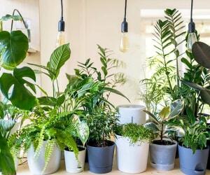 گیاهان آپارتمانی که نیازی به نور آفتاب ندارن
