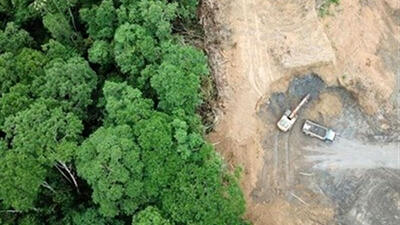 ورود دادستان ساری به قطع 4000 درخت هیرکانی در منطقه گردشگری الیمالات