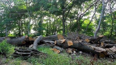 (ویدئو) ورود قوه قضائیه به ماجرای قطع درختان جنگلی