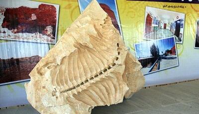 موزه فسیل‌های ۲۰ میلیون ساله، جاذبه گردشگری کبودرآهنگ