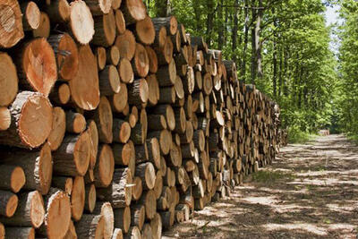 کشف بیش از ۸ تن چوب جنگلی قاچاق در گنبد