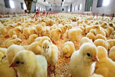 افزایش ۳۰ درصدی جوجه‌ریزی و تولید گوشت مرغ در لرستان