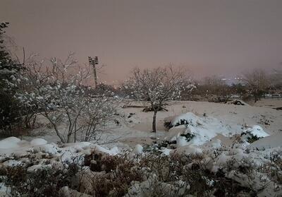 ببینید | تصاویری زیبا از بارش برف در الیگودرز لرستان