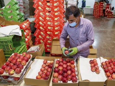 افزایش ۱۵ برابری ظرفیت واحدهای بسته بندی میوه در آذربایجان‌غربی
