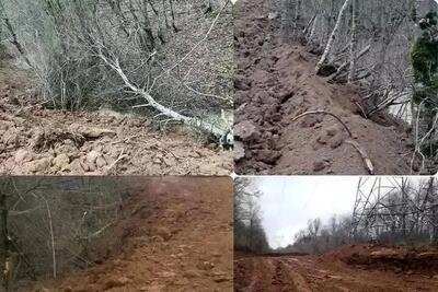 اولین واکنش منابع طبیعی کشور به انتشار خبر قطع 4 هزار درخت در شهرستان نور مازندران + متن بیانیه