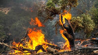 آتش سوزی جنگل‌های مرزن آباد چالوس مهار شد