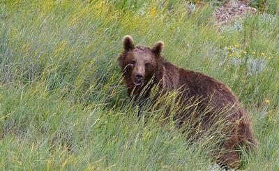 (ویدئو) مشاهده یک خرس قهوه‌ای در منطقه حفاظت‌شده اشترانکوه