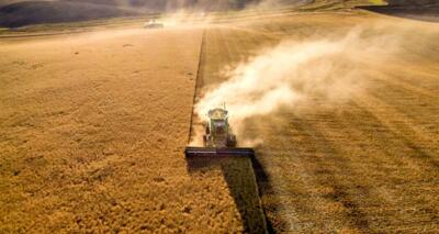 پیش بینی تولید ۱۳.۵ میلیون تن گندم در سال جدید
