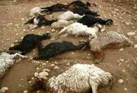 خفگی چوپان و گوسفندان در کانتینر یک تریلی به دلیل گاز گرفتگی