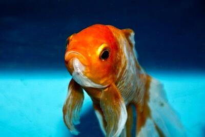 مردم در هیچ شرایطی ماهی قرمز را در رودخانه‌ها رها نکنند | اقتصاد24