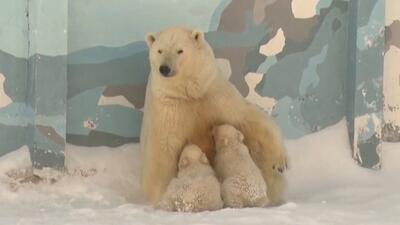اولین قدم‌های توله خرس‌های قطبی در سیبری (فیلم)