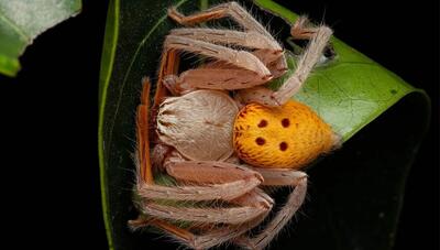 این عنکبوت عجیب، سوژه ای برای ماکرو شده است (عکس)