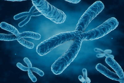 ژنتیک و فلسفه | تولید کروموزوم مصنوعی انسانی | پایگاه خبری تحلیلی انصاف نیوز