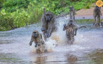 (تصاویر) عبور خنده‌دار بابون‌ها از رودخانه مملو از تمساح