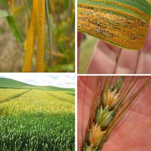 توجه جدی کشاورزان خراسان شمالی برای مبارزه علیه آفت زنگ زرد گندم در مزارع