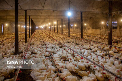 توقیف محموله مرغ زنده قاچاق در نهبندان