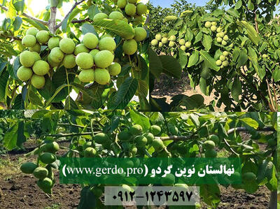 خرید 5 نهال گردو اصلاح شده با باردهی تجاری 12 تن با مجوز جهاد کشاورزی