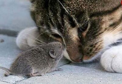 شکار عجیب موش توسط گربه | رویداد24