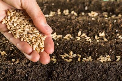 ارتقاء ۵۵ درصدی ضریب نفوذ بذر اصلاح شده در مزارع سیستان و بلوچستان