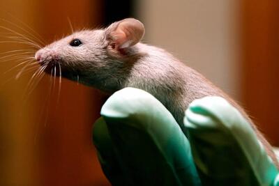 چرا دانشمندان رویان موش شش‌پا پرورش داده‌اند؟ - زومیت