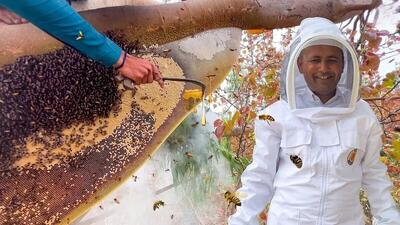 برداشت 100 کیلوگرم عسل وحشی توسط شکارچی پاکستانی (فیلم)