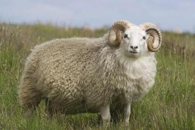 ببینید | واکنش ویل اسمیت به بازی خطرناک با گوسفند شاخ‌دار