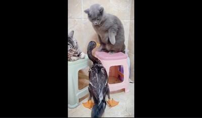 کتک کاری بامزه بین اردک و گربه ها (فیلم)