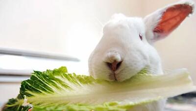غذا خوردن خرگوش از نمایی متفاوت (فیلم)