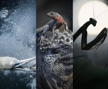 برندگان مسابقه جهانی عکاسی طبیعت 2024 مشخص شدند؛ جدال مرغ‌های ماهی‌خوار