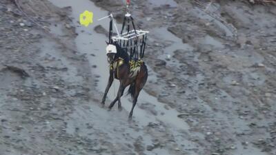 (ویدئو) نجات اسب سقوط کرده در رودخانه با بالگرد