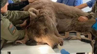 فیلم| خرس نجات یافته خدمات دندان‌پزشکی دریافت کرد