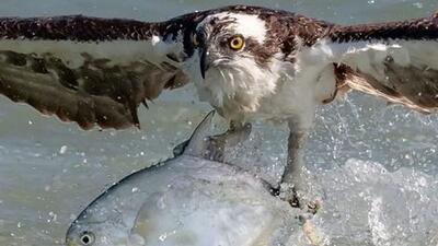 زیرکی عقاب در قاپیدن ماهی از قلاب یک ماهیگیر