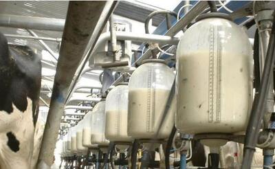 تولید ۸۱۰ تن شیر در واحد‌های پرورش گاو شیری در قزوین