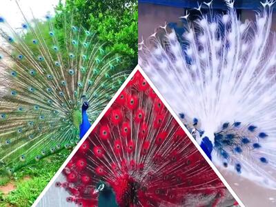 زیبایی خیره کننده این طاووس ها هوش از سرت میبره!