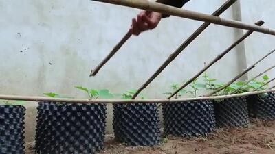(ویدئو) ساده ترین روش برای کشت و برداشت «خیار» در پشت بام خانه